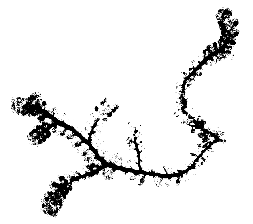 skeletonized image of f. rostrata