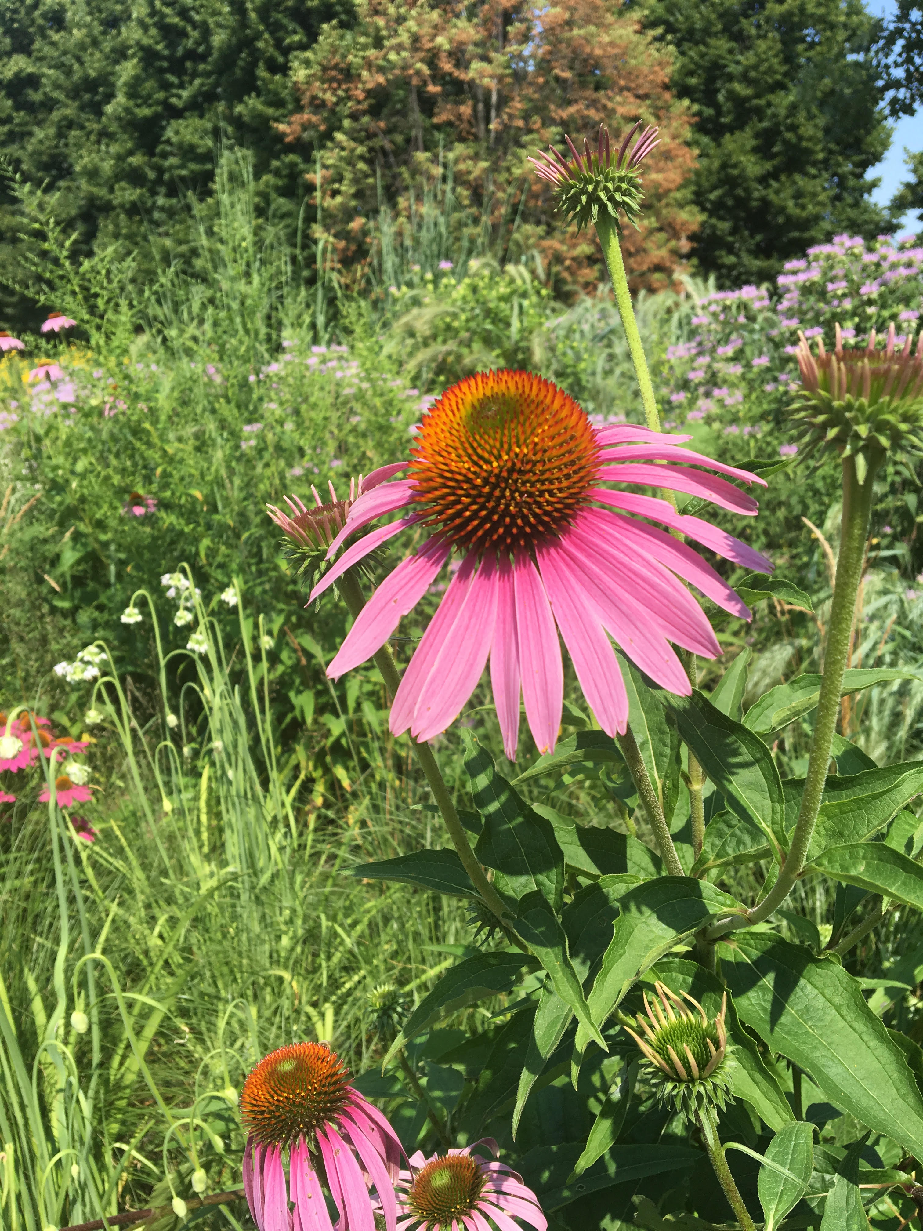 Nice flower by museum